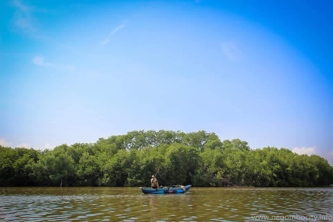 A fishing boat crossing Negombo Lagoon beside the mangroves