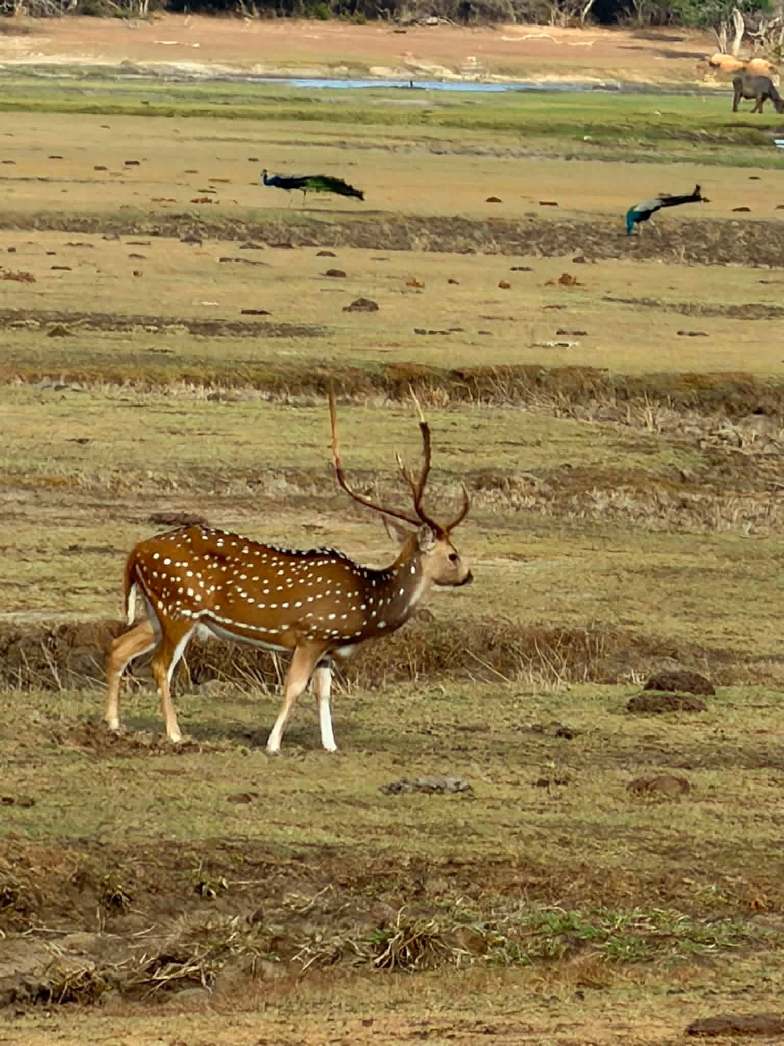 A spotted deer in the open landscape of Wilpattu National Park