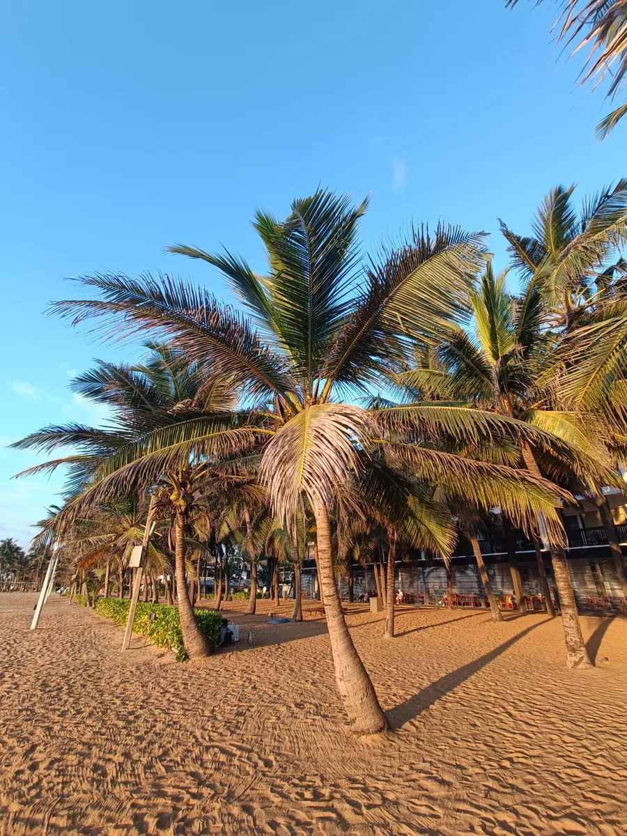 Palm trees beside the sandy coast in Negombo