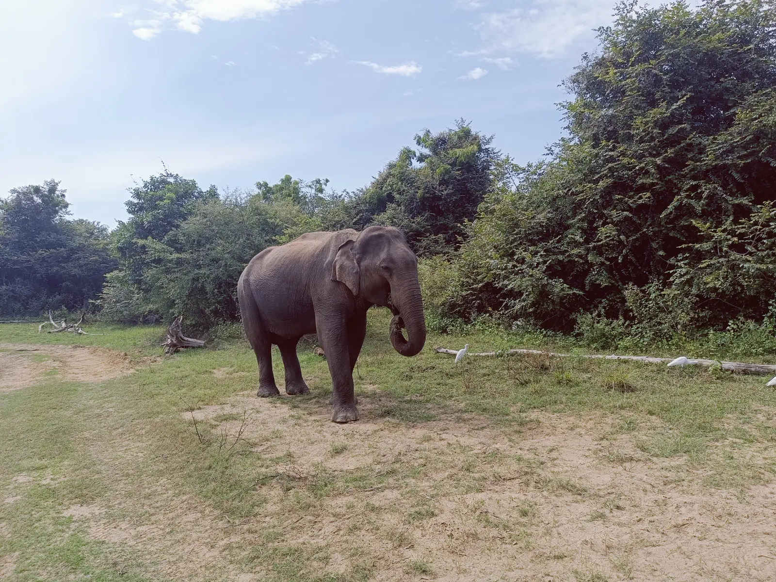 A wild elephant in Sri Lanka's green landscape