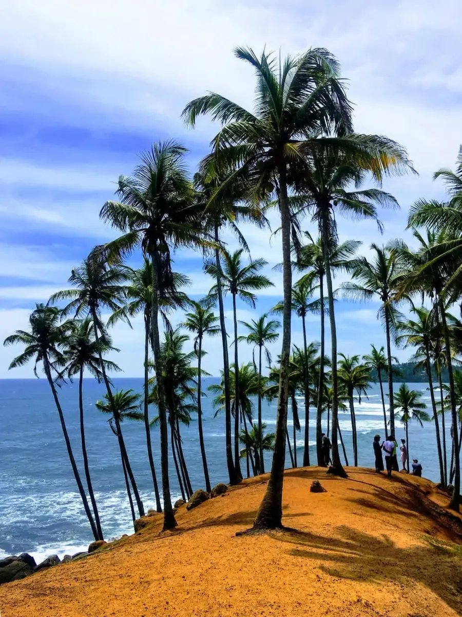 Coconut palms above the Indian Ocean at Coconut Tree Hill in Mirissa