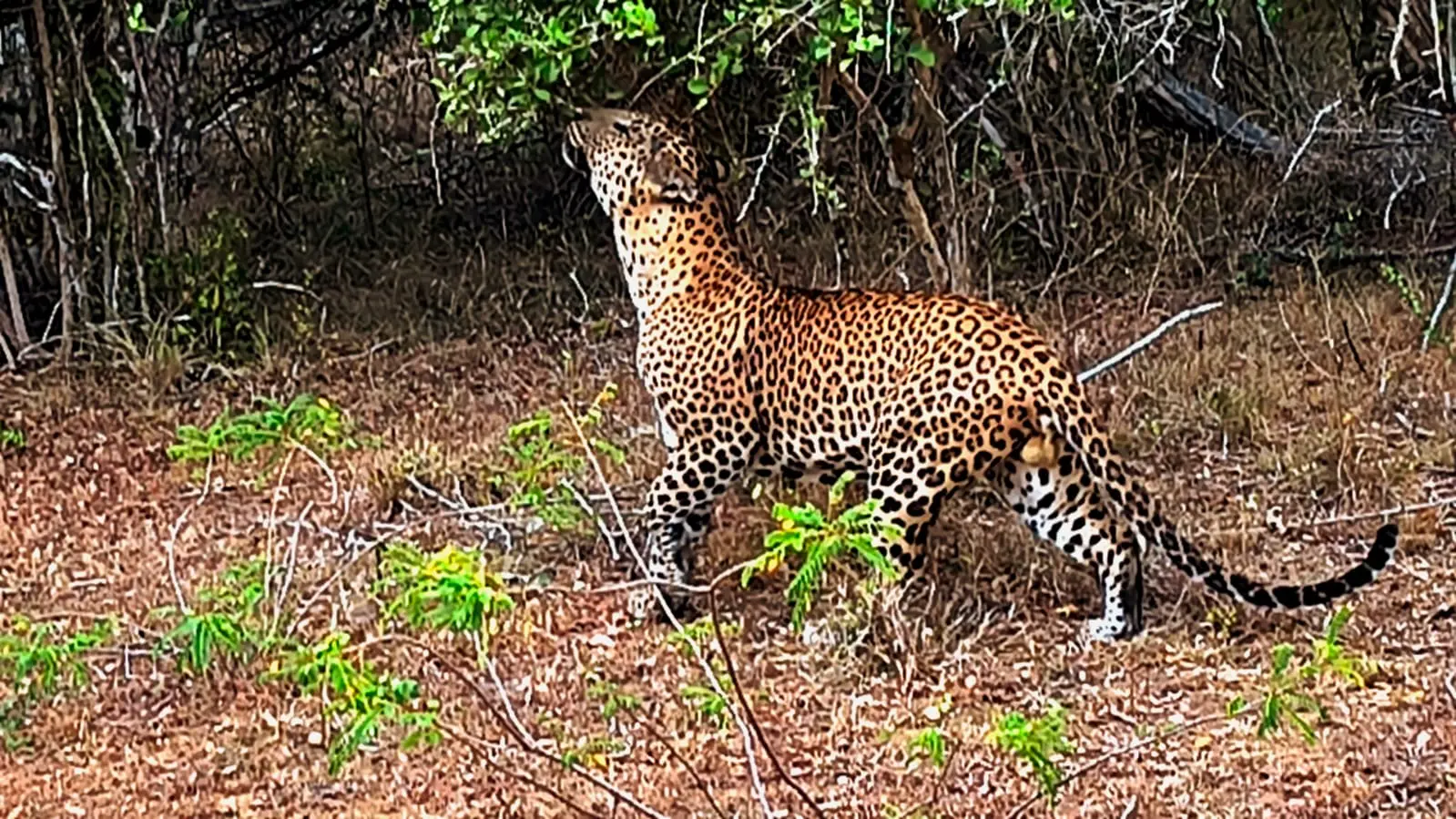 Sri Lankan leopard walking through the forest in Yala National Park