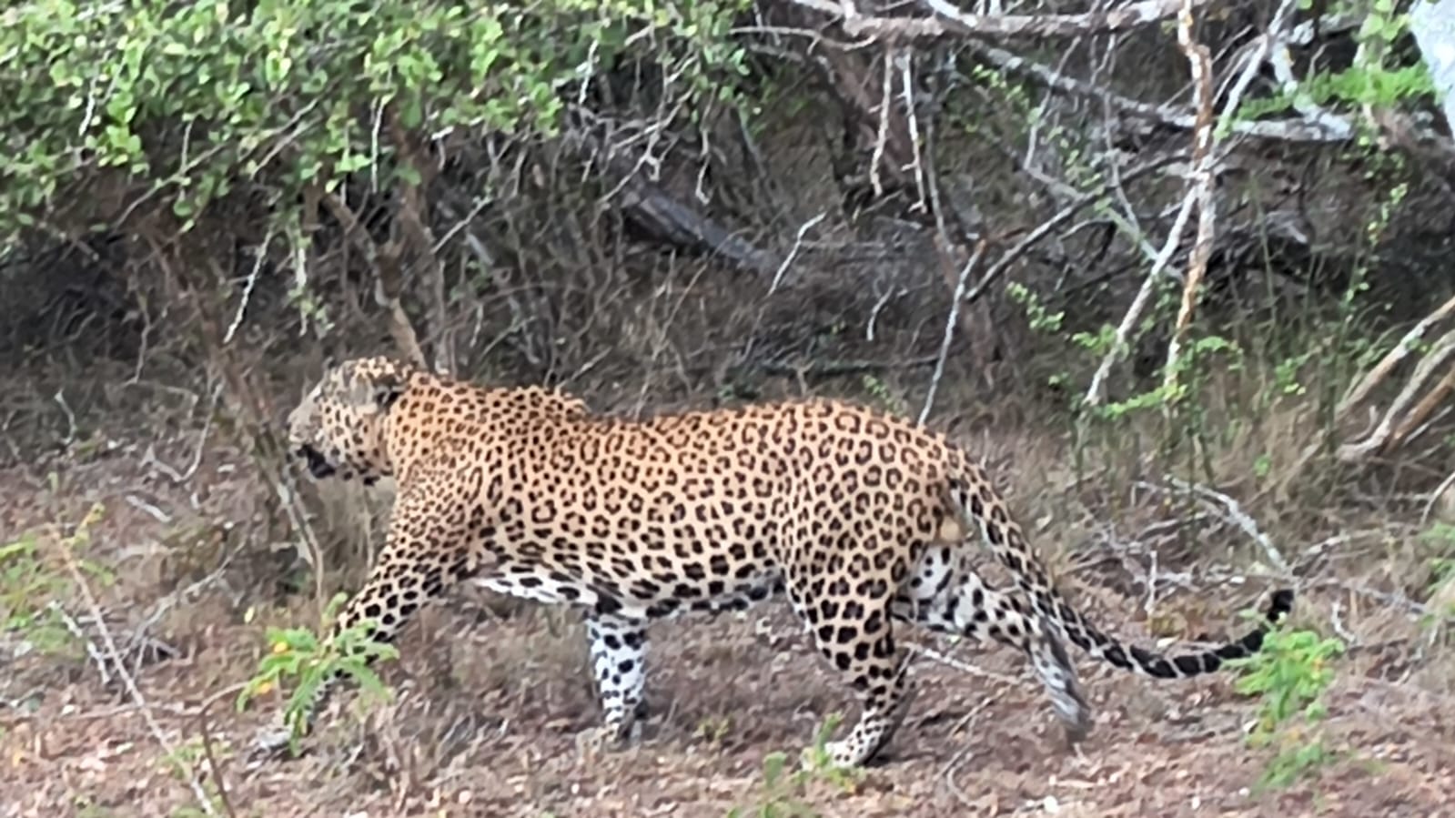 A Sri Lankan leopard resting in Yala National Park