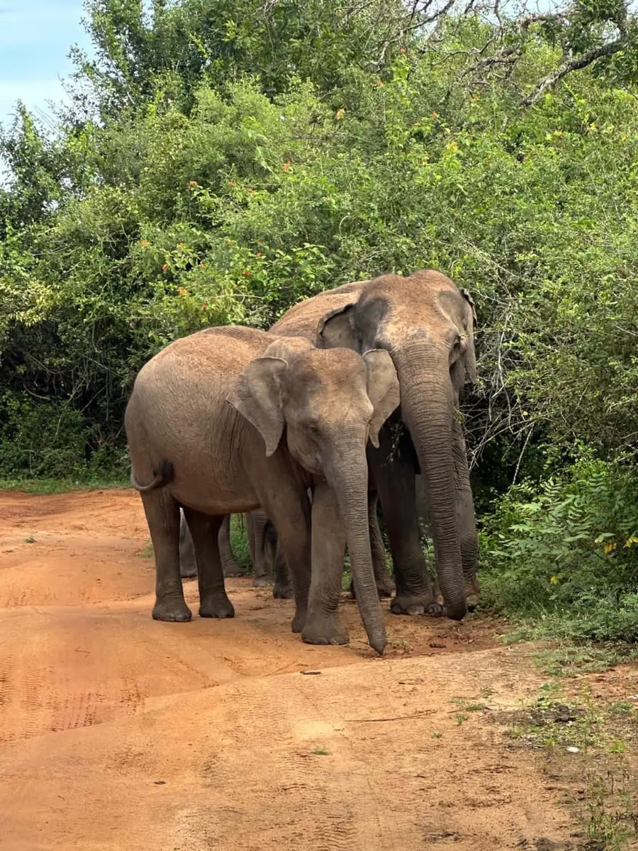 Wild elephants beside the forest in Sri Lanka