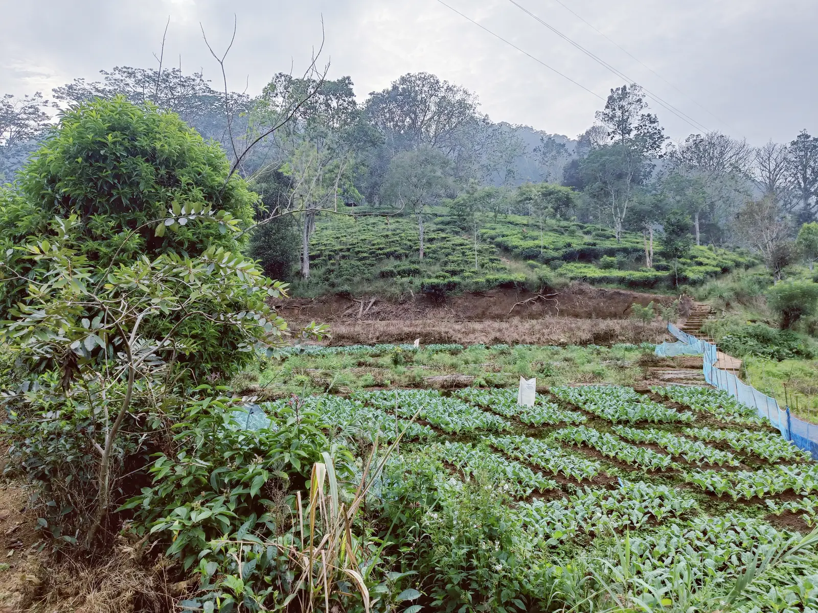 Gardens, tea, and mountain waterfalls