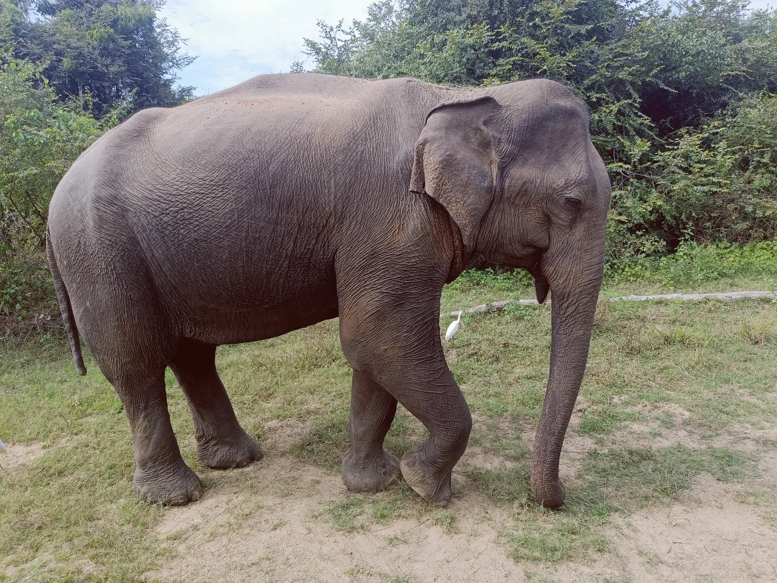 A wild Asian elephant walking through green woodland in Sri Lanka