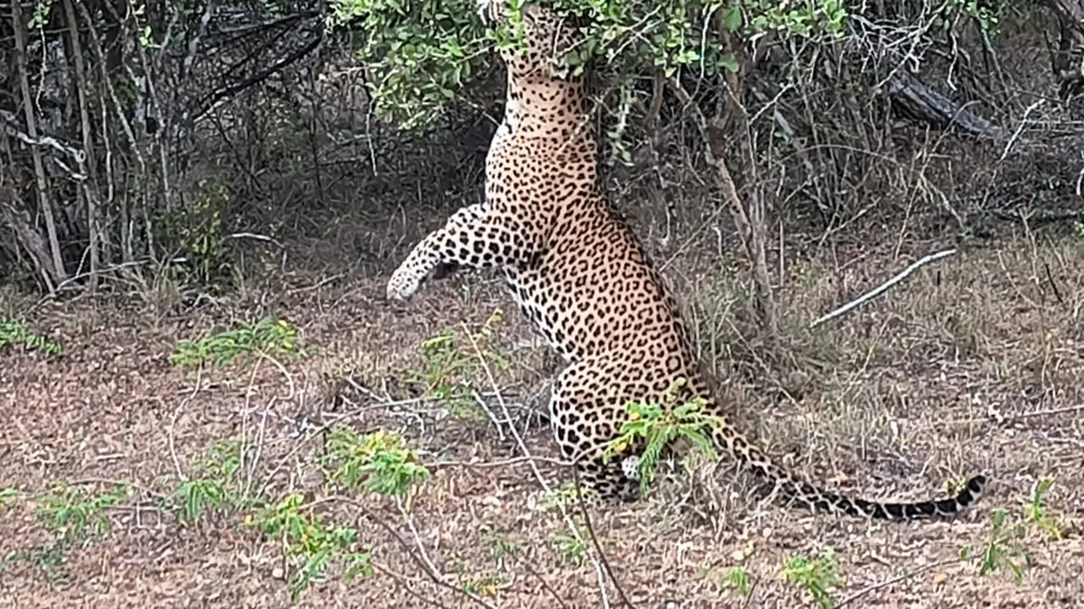 Sri Lankan leopard resting in the forest in Yala National Park
