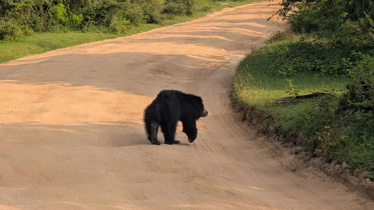 Sloth bear crossing a track in Yala National Park